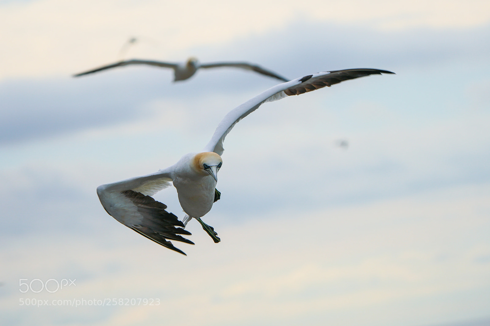 Sony a6500 sample photo. Gannets, jan van gent photography