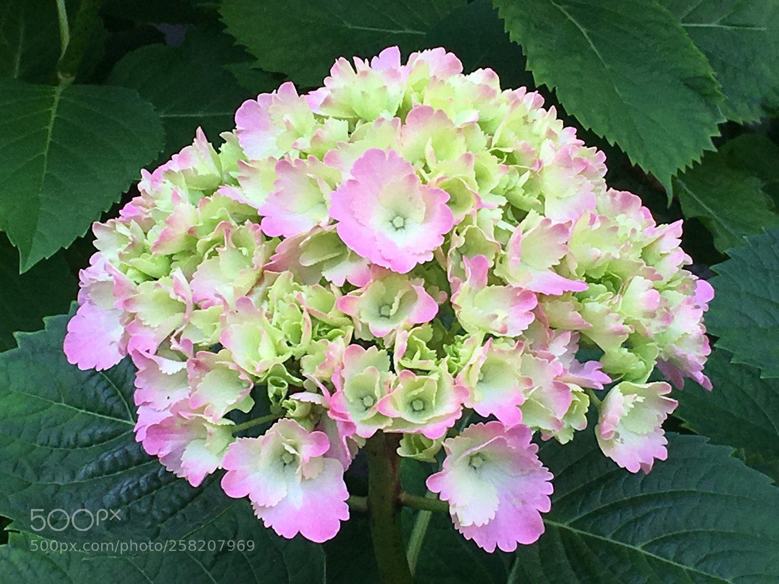 Apple iPhone 6s Plus sample photo. Spring2018 flowers photography