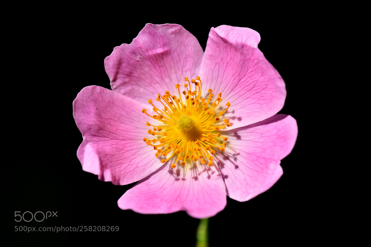 Nikon D7200 sample photo. 17.05.2018 - 1 photography