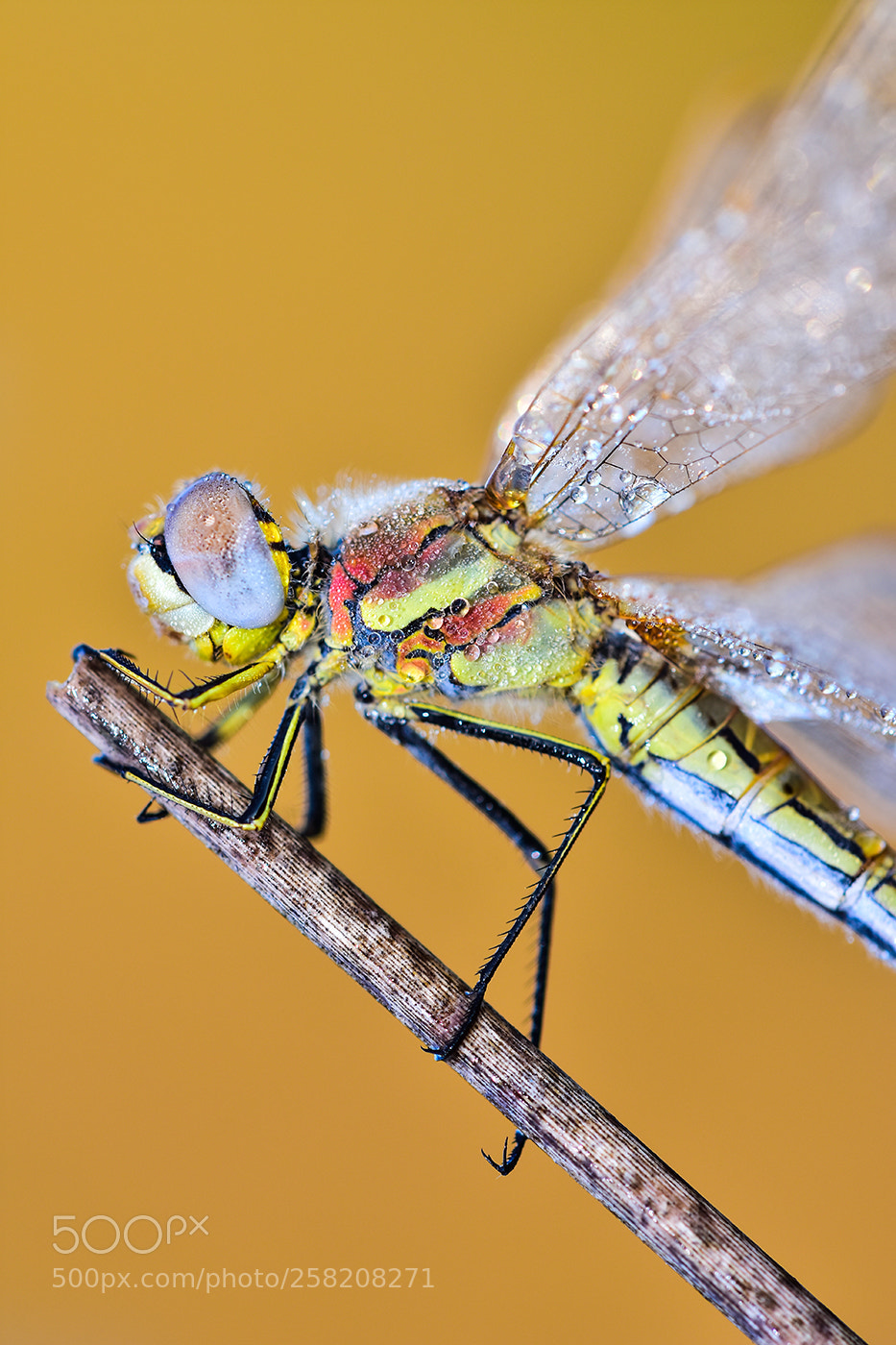 Nikon D7200 sample photo. 17.05.2018 - 2 photography