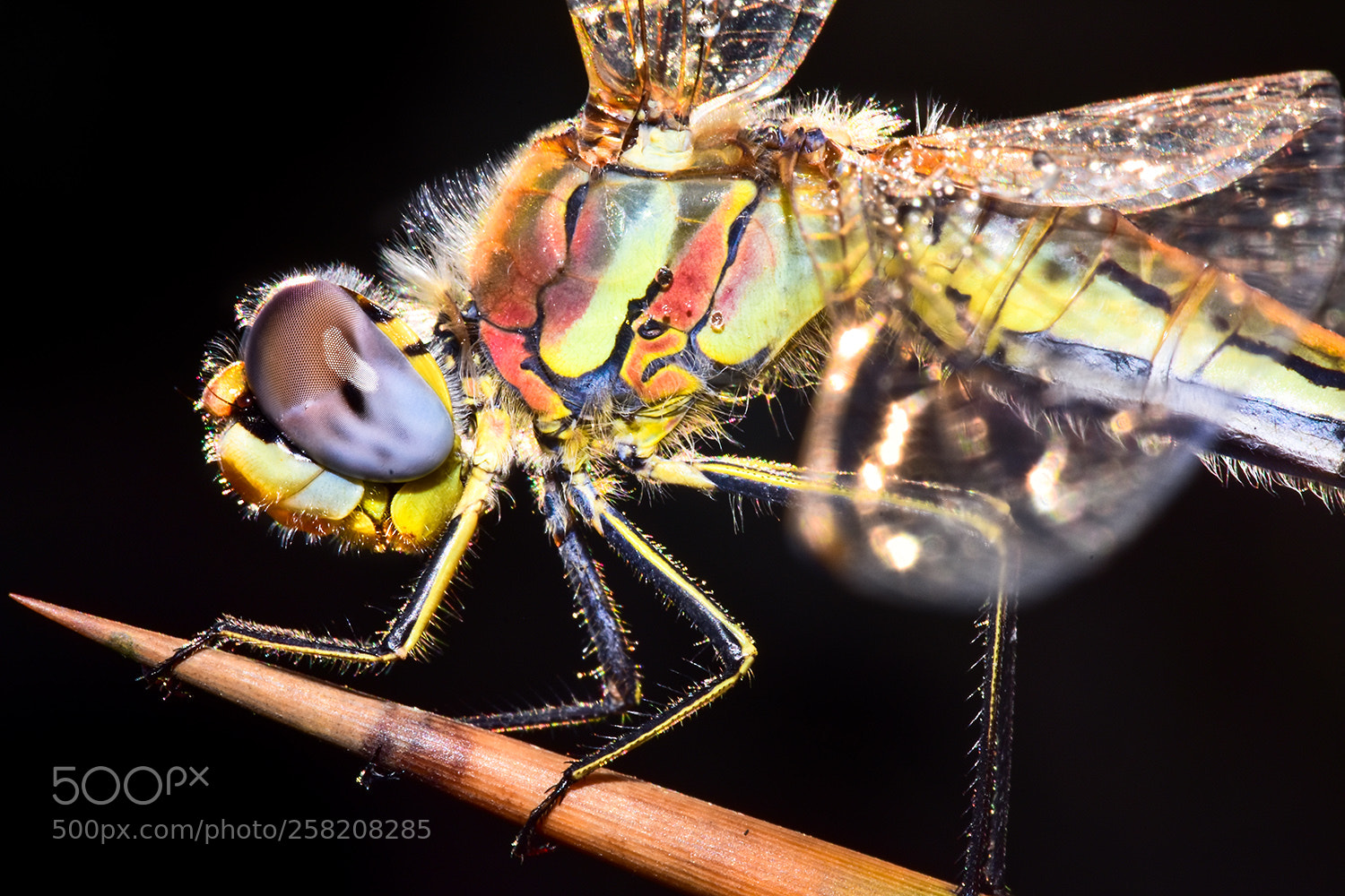 Nikon D7200 sample photo. 17.05.2018 - 3 photography
