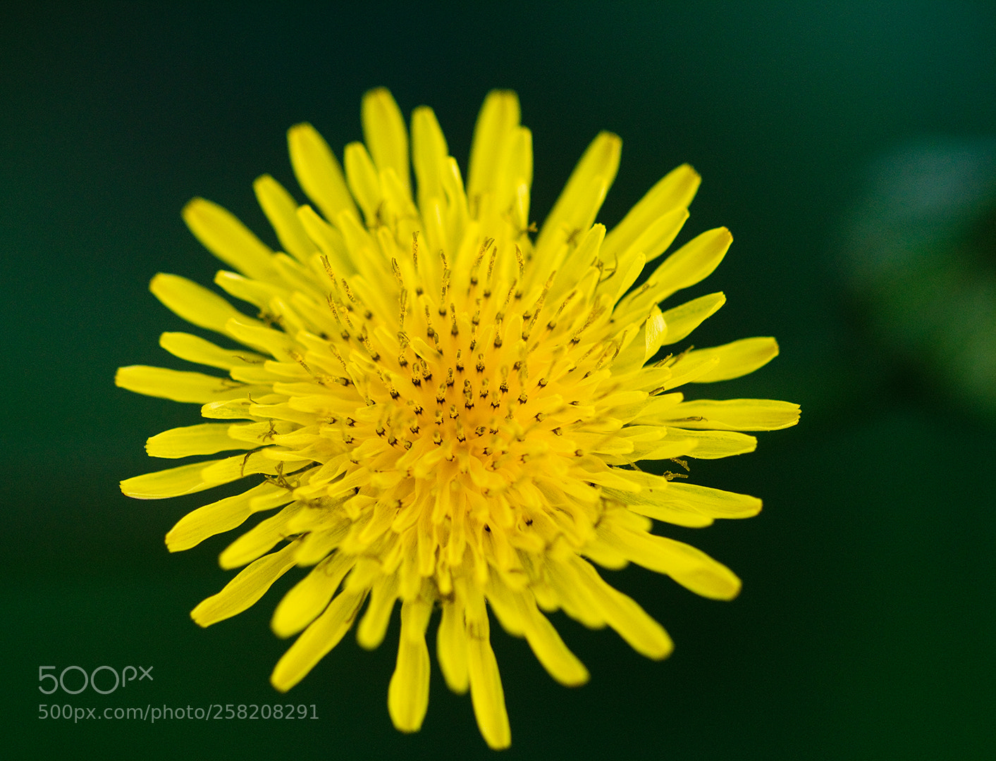 Canon EOS 100D (EOS Rebel SL1 / EOS Kiss X7) sample photo. Flower photography
