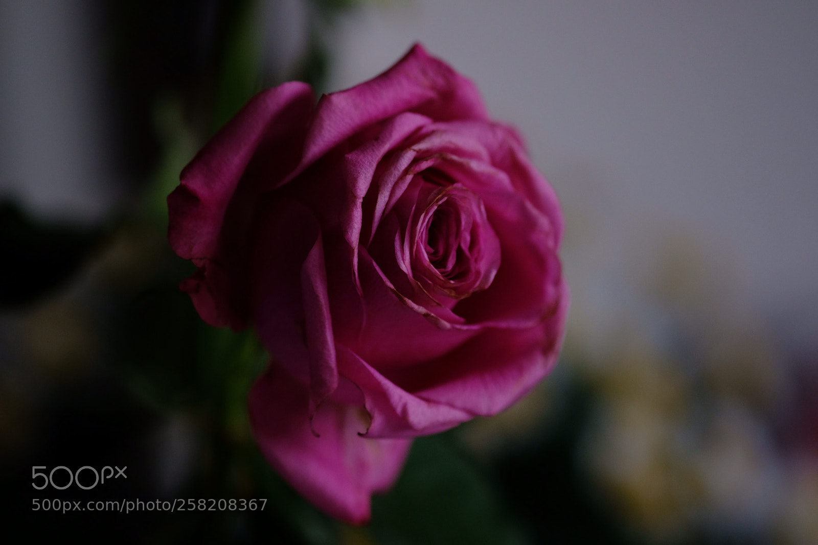 Fujifilm X-E3 sample photo. Rose photography
