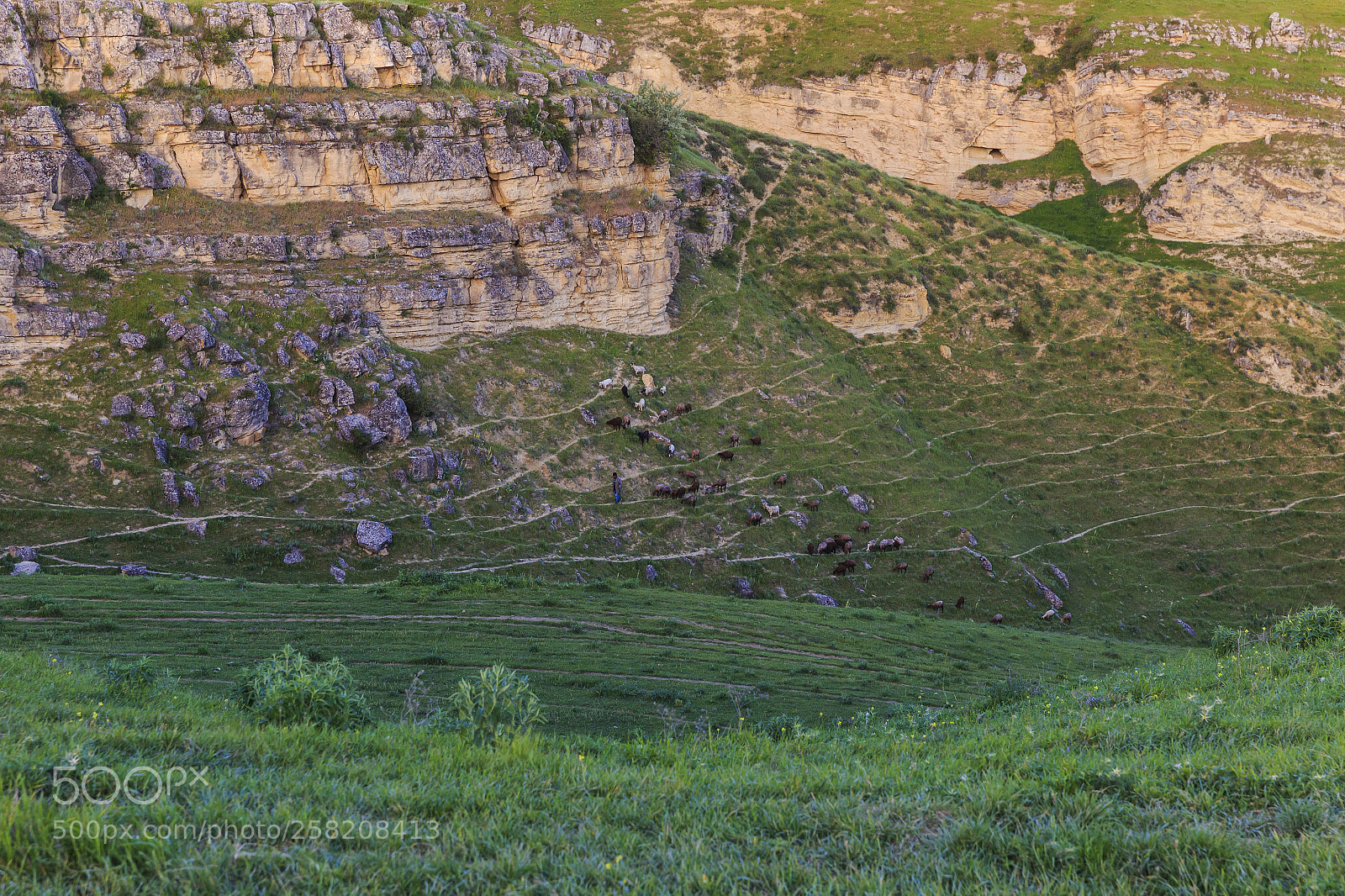 Canon EOS 6D sample photo. A shepherd and a photography