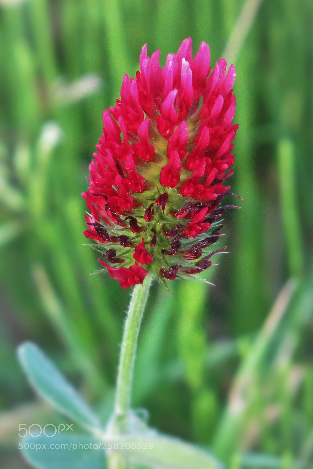 Canon PowerShot SX50 HS sample photo. Inkarnate clover (trifolium incarnatum) photography