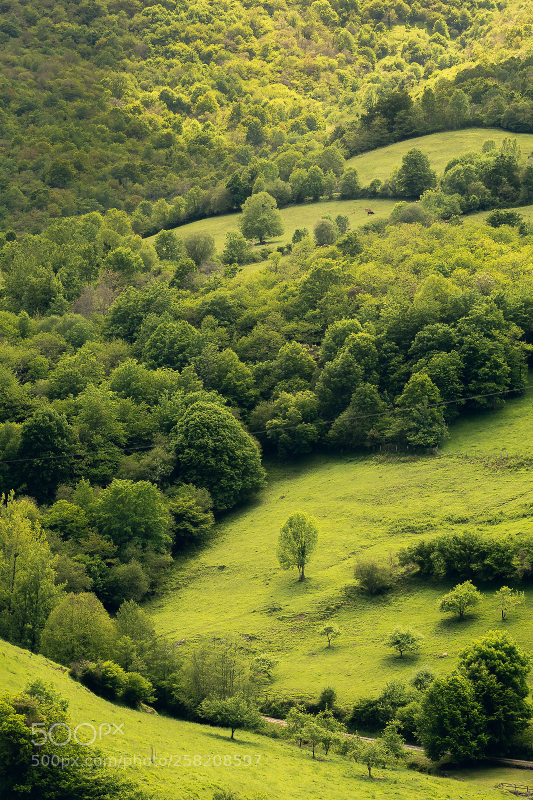 Canon EOS 6D sample photo. Verde photography