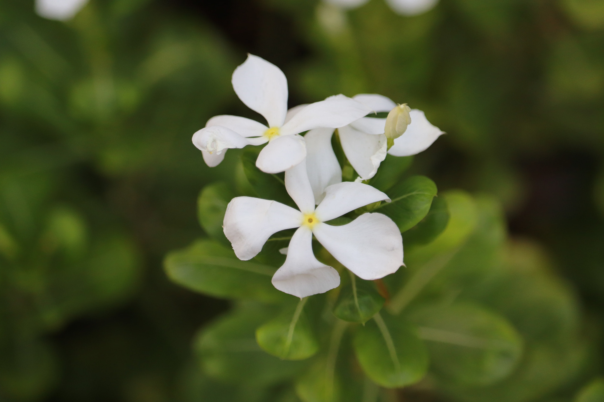 Canon EF-S 55-250mm F4-5.6 IS STM sample photo