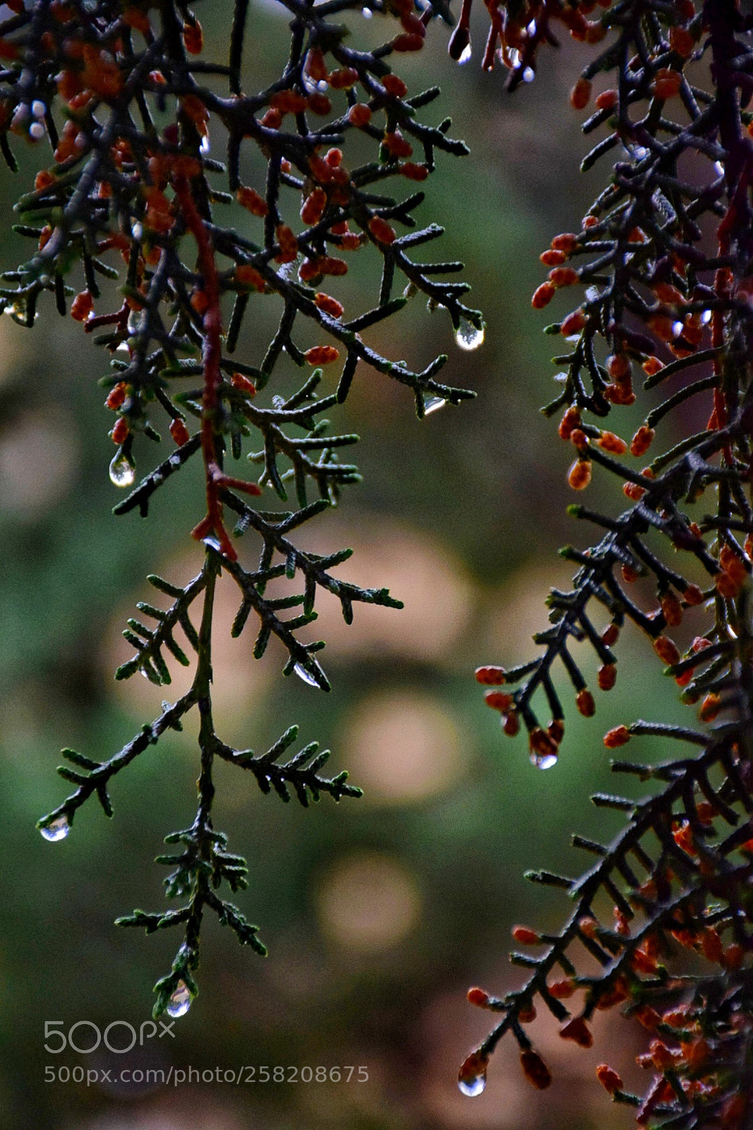 Nikon D5300 sample photo. A tree full of photography