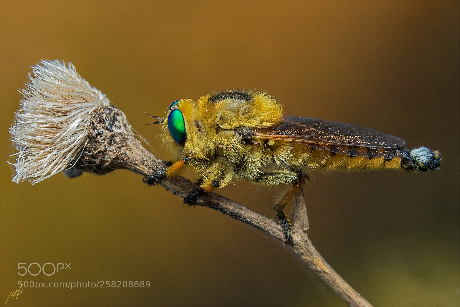 Canon EOS 7D Mark II sample photo. Robber fly photography