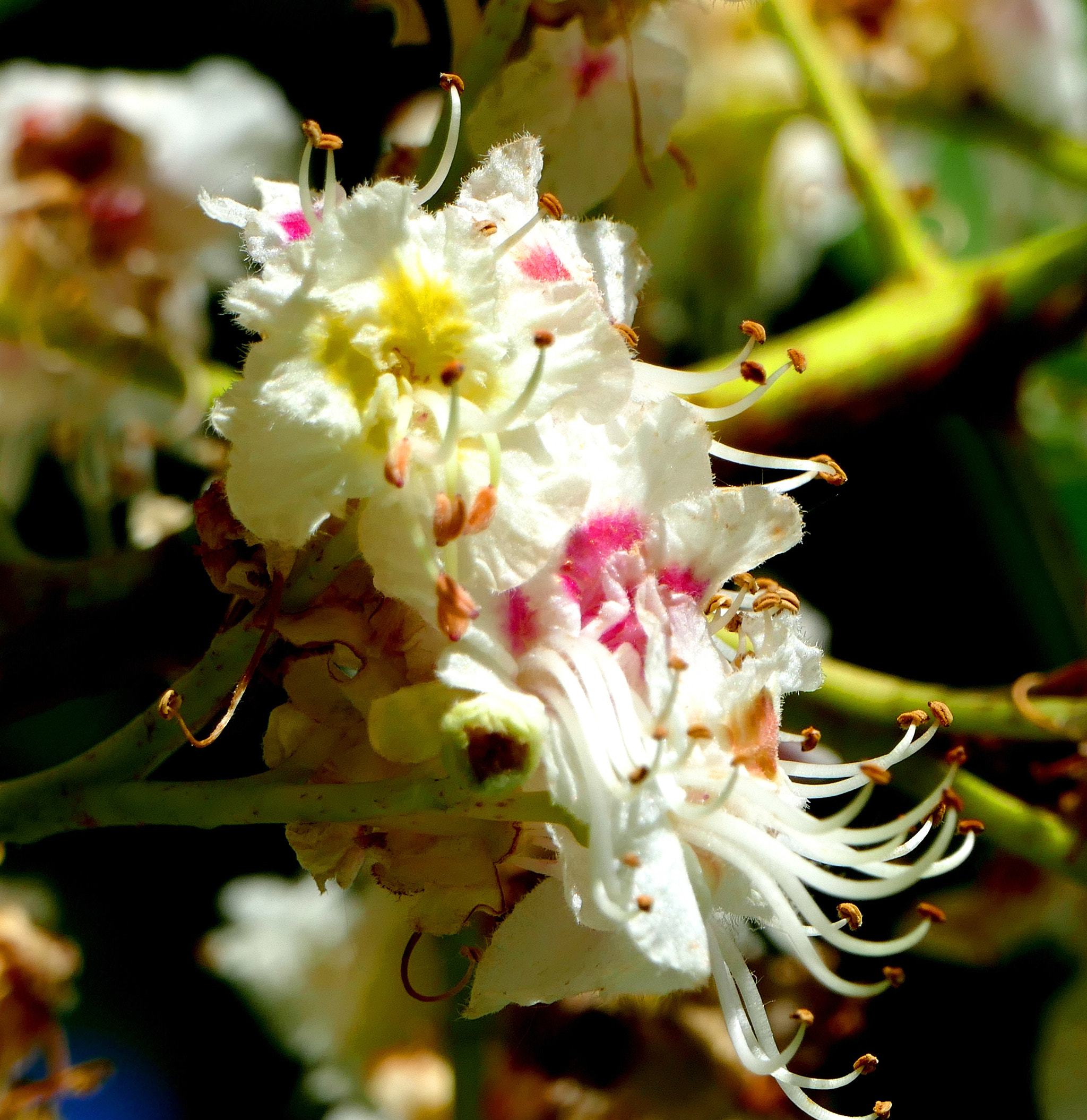 Panasonic PHOTOfunSTUDIO 9.5 PE sample photo. Fleurs de marronnier photography