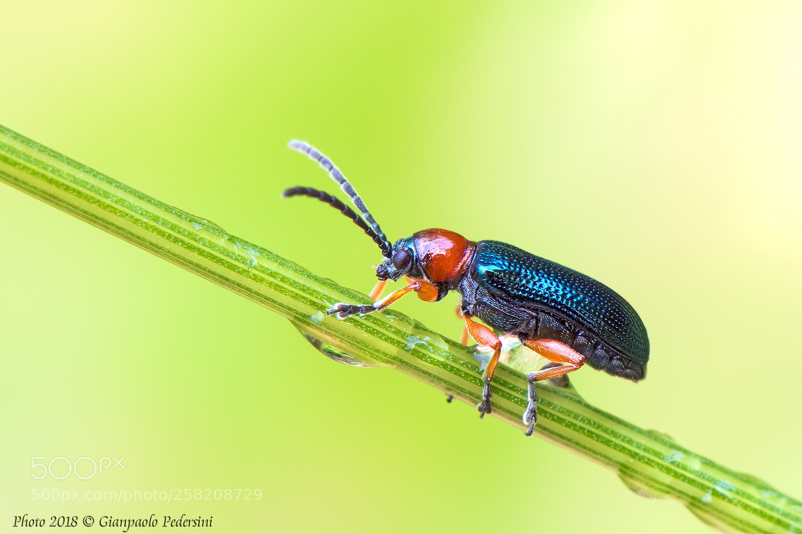 Canon EOS 7D Mark II sample photo. Oulema sp. oulema duftschmidi photography