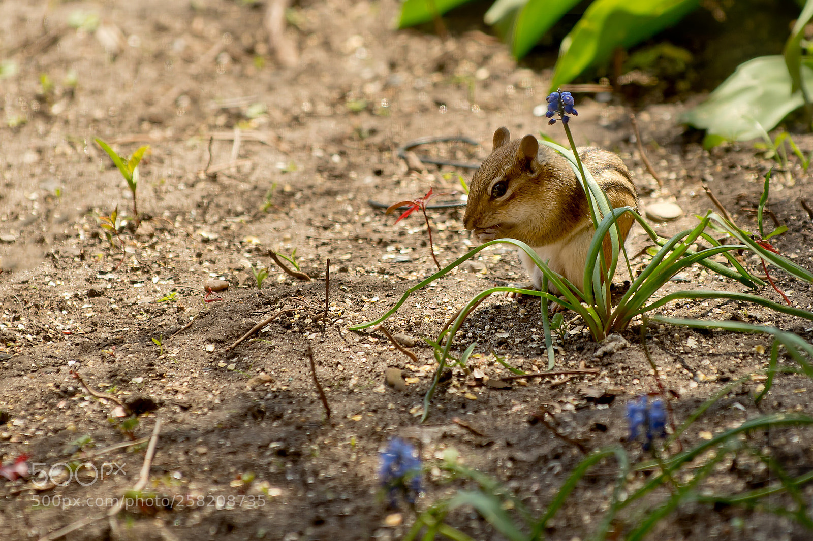 Nikon D750 sample photo. Chipmunk photography