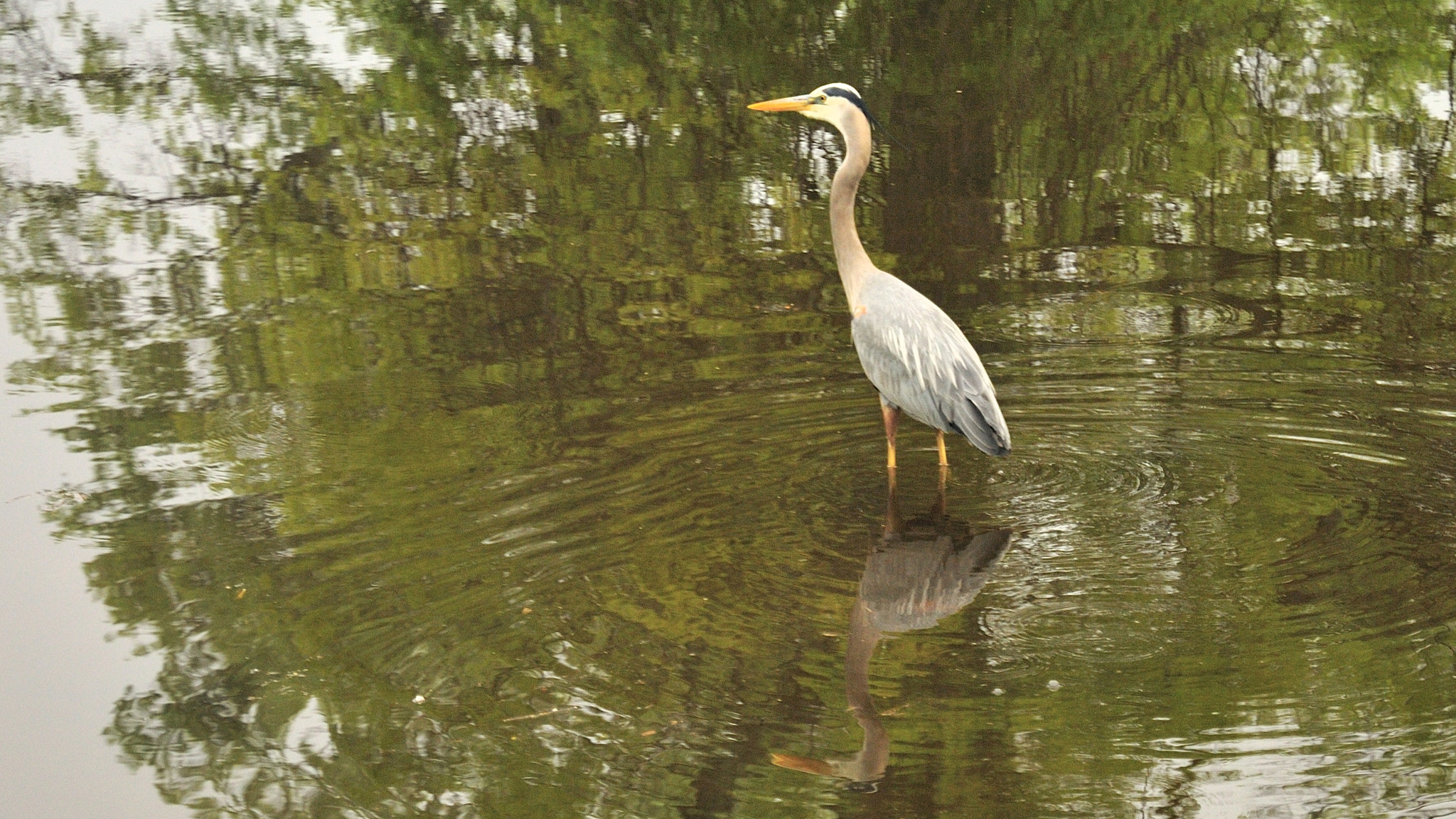 Nikon D300S sample photo. Lake reflections of heron photography