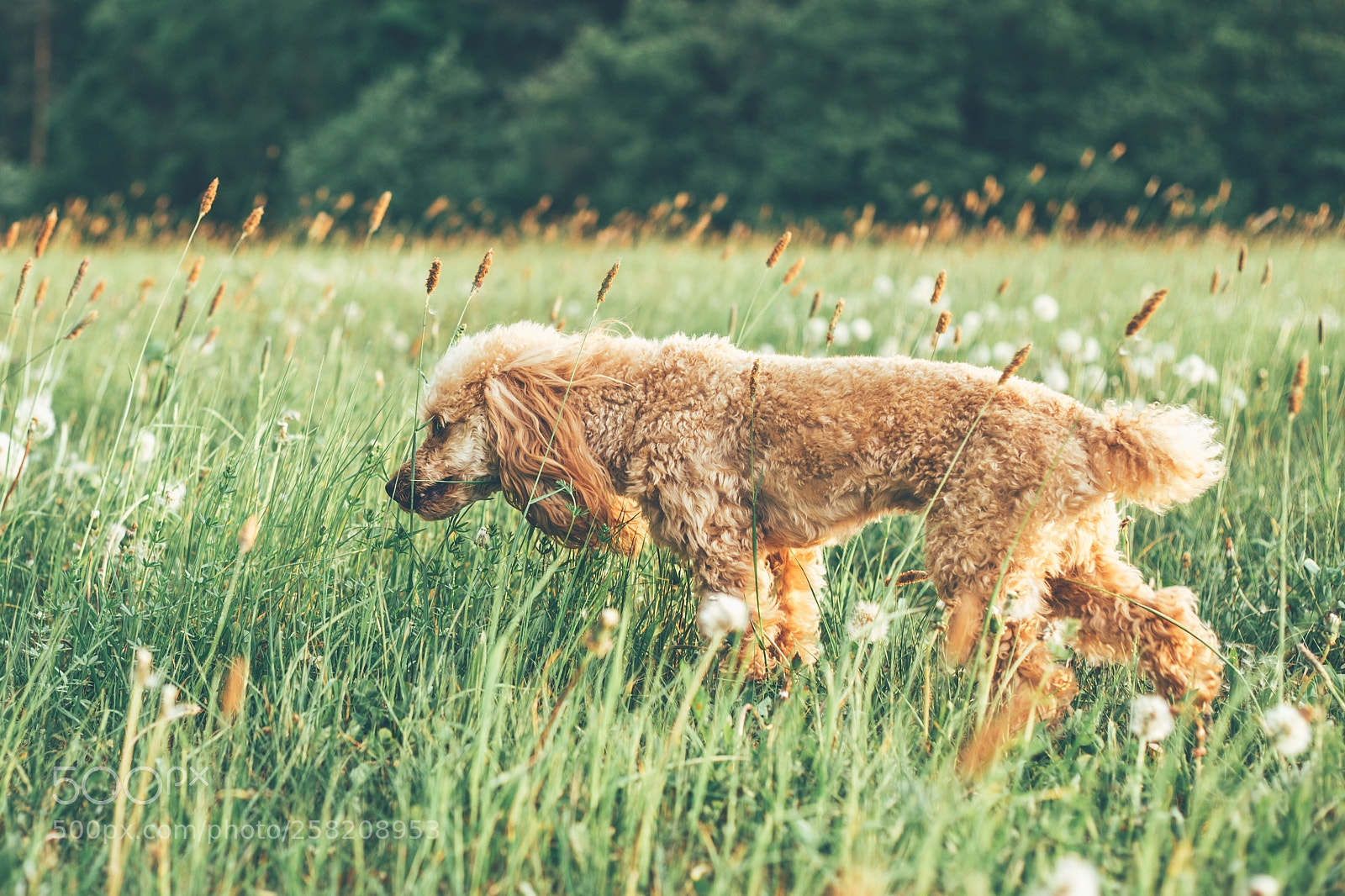 Canon EOS 6D sample photo. Untitled photography