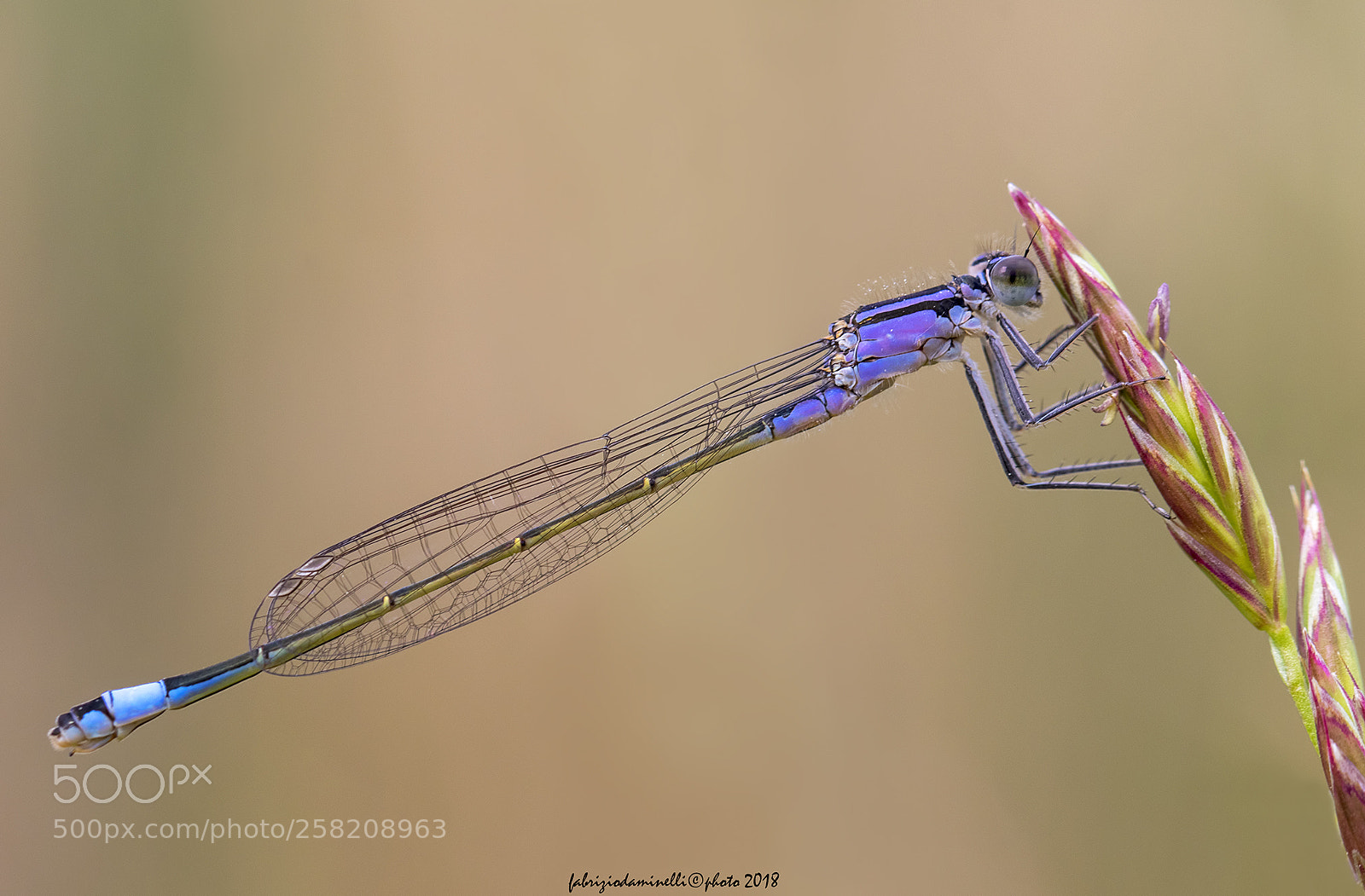 Canon EOS 7D Mark II sample photo. Common bluetail photography