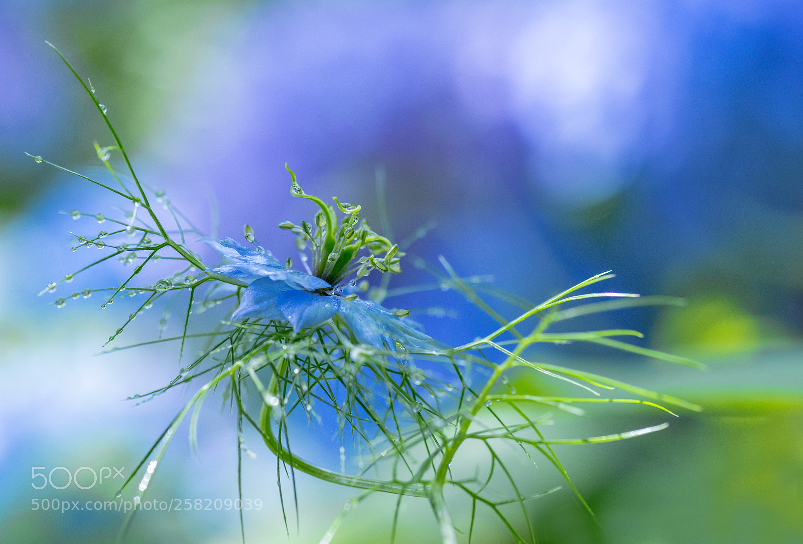 Nikon D800 sample photo. Love in a mist photography