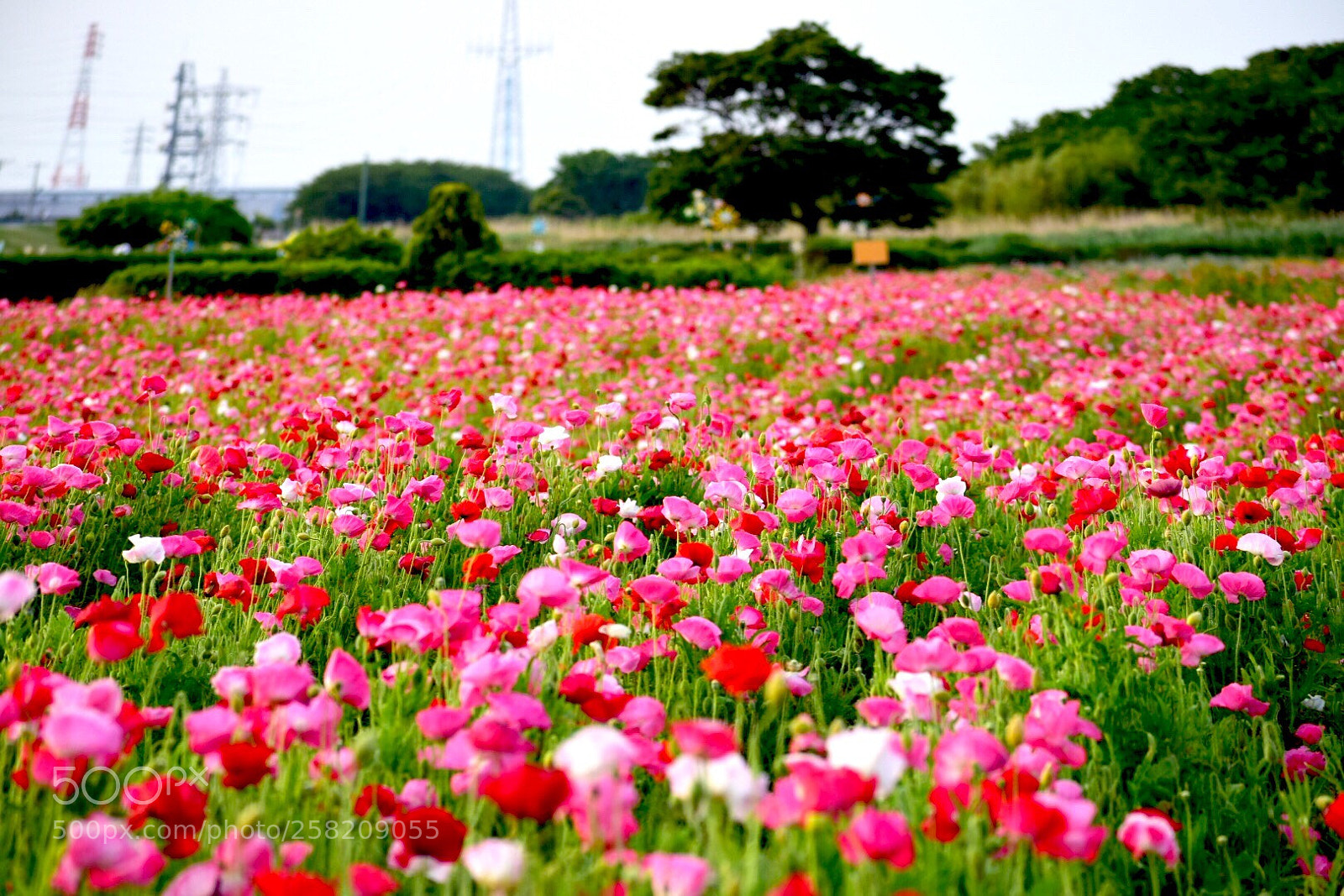 Nikon D5300 sample photo. Corn poppy photography