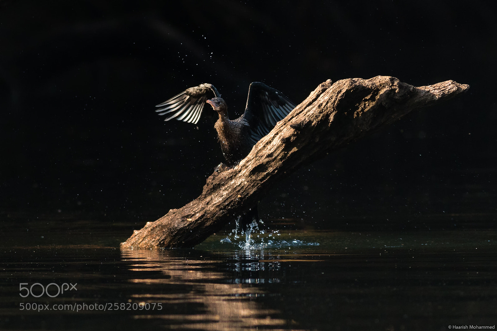 Canon EOS 70D sample photo. Cormorant basking! photography