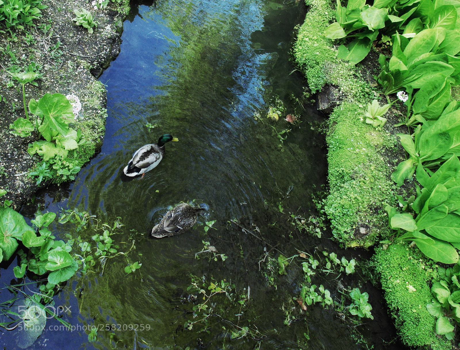 Panasonic Lumix DMC-LX100 sample photo. Ducks on a pond photography