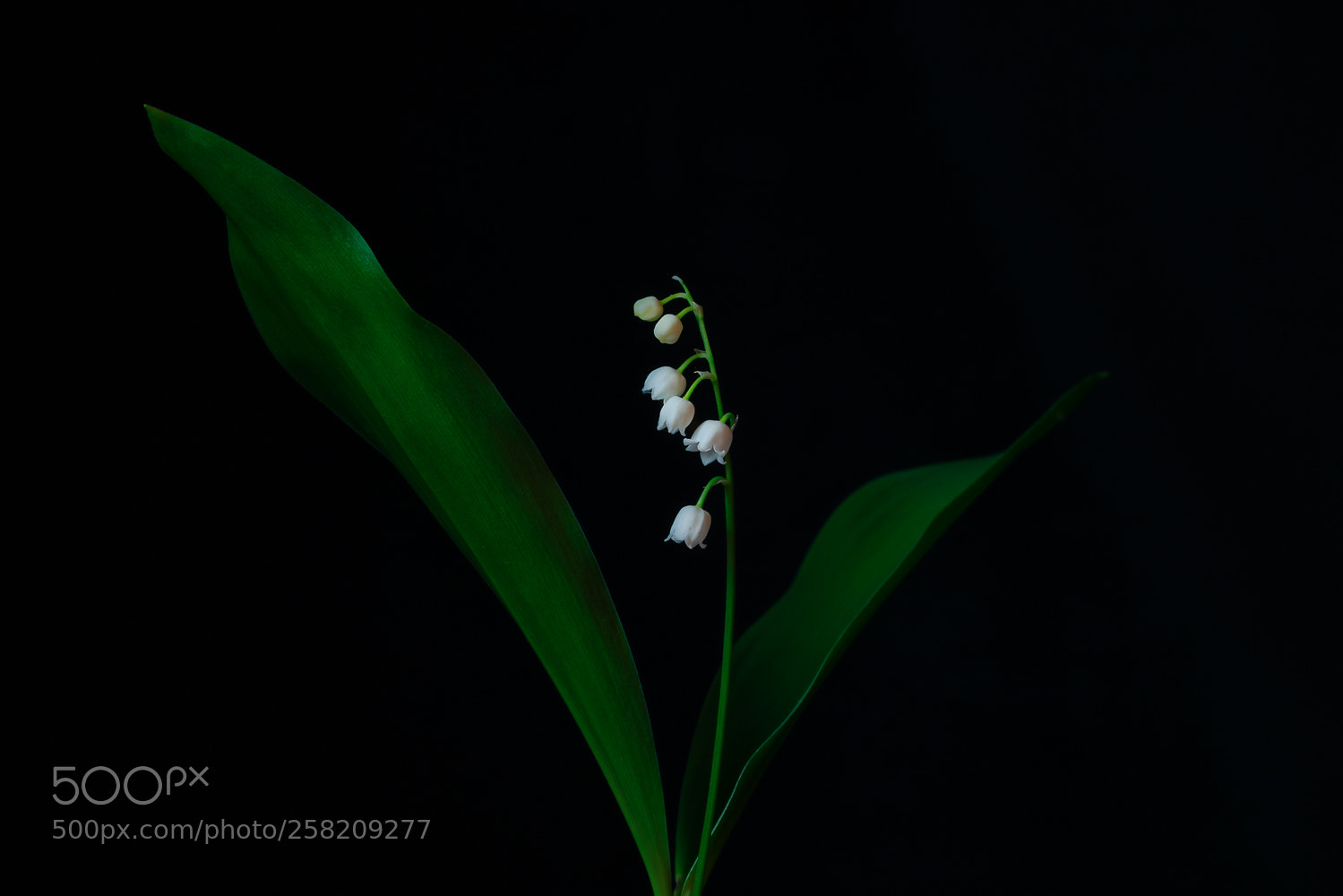 Sony a7R II sample photo. Lily of the valley photography