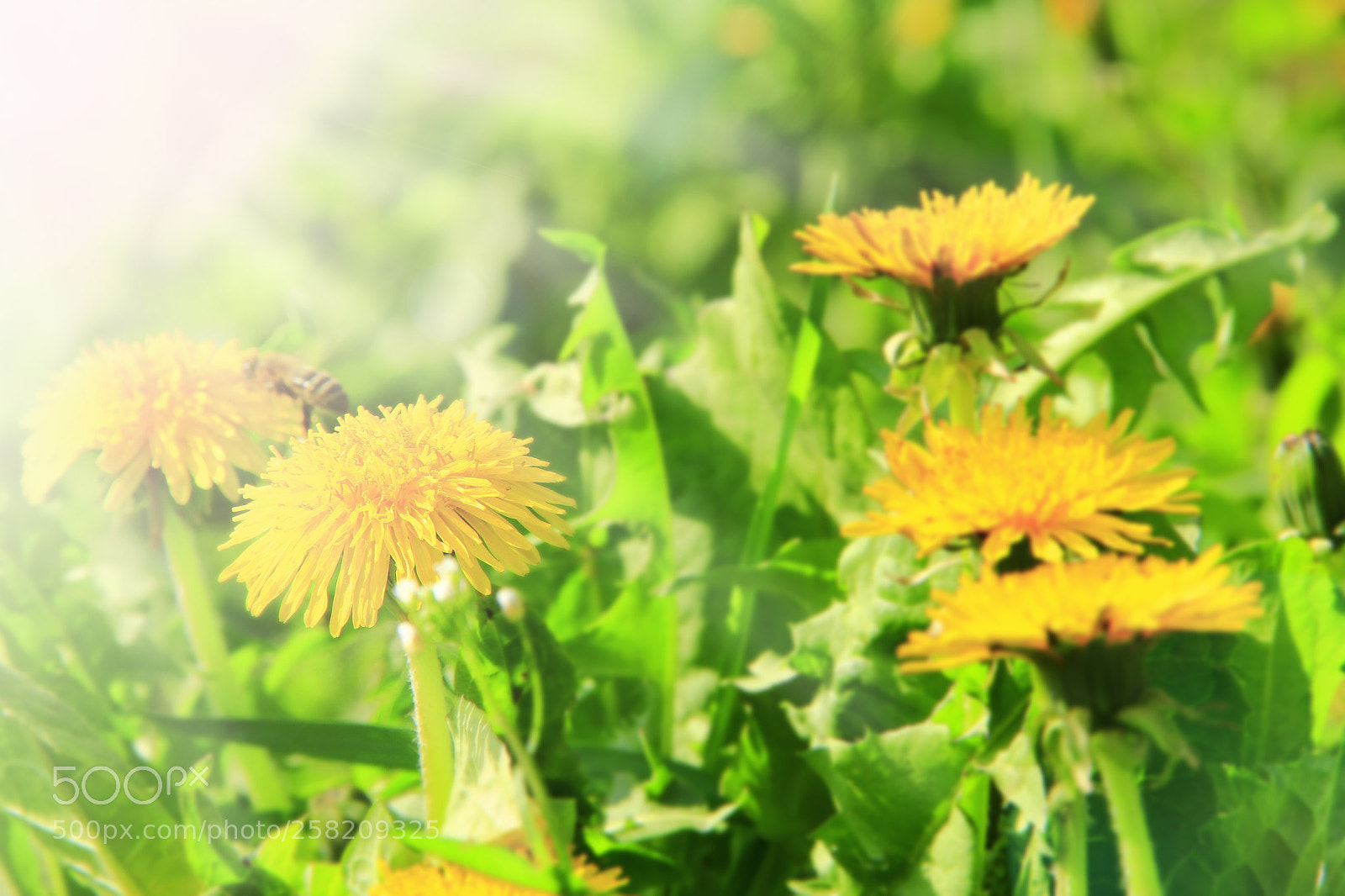Canon EOS 600D (Rebel EOS T3i / EOS Kiss X5) sample photo. Yellow dandelions grow in photography