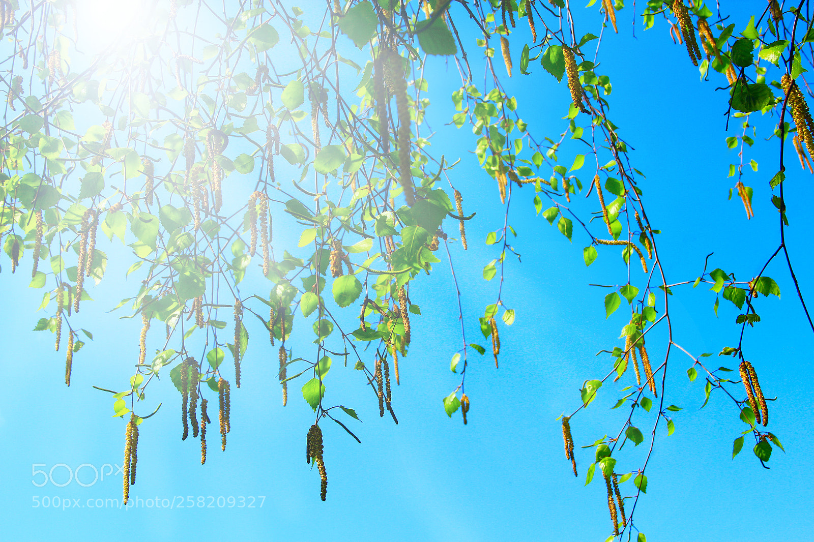 Canon EOS 600D (Rebel EOS T3i / EOS Kiss X5) sample photo. New catkins of birch photography