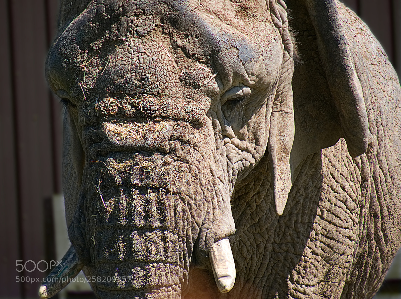 Panasonic Lumix DMC-GX8 sample photo. Safari portrait photography