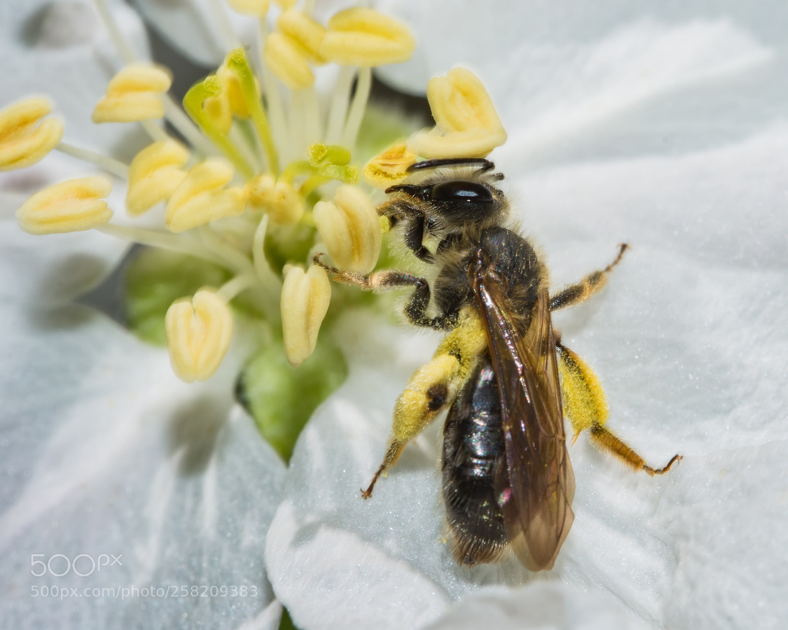 Nikon D7200 sample photo. Bee on apple blossom photography