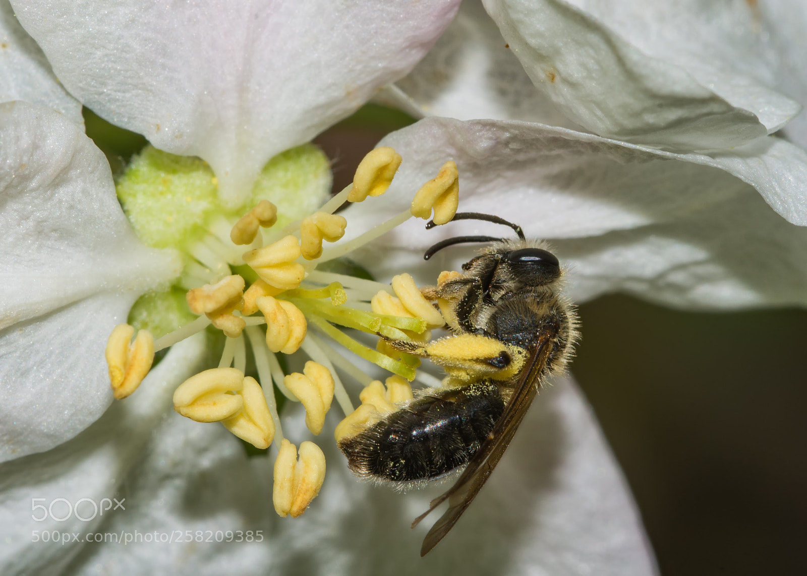 Nikon D7200 sample photo. Bee on apple blossom photography