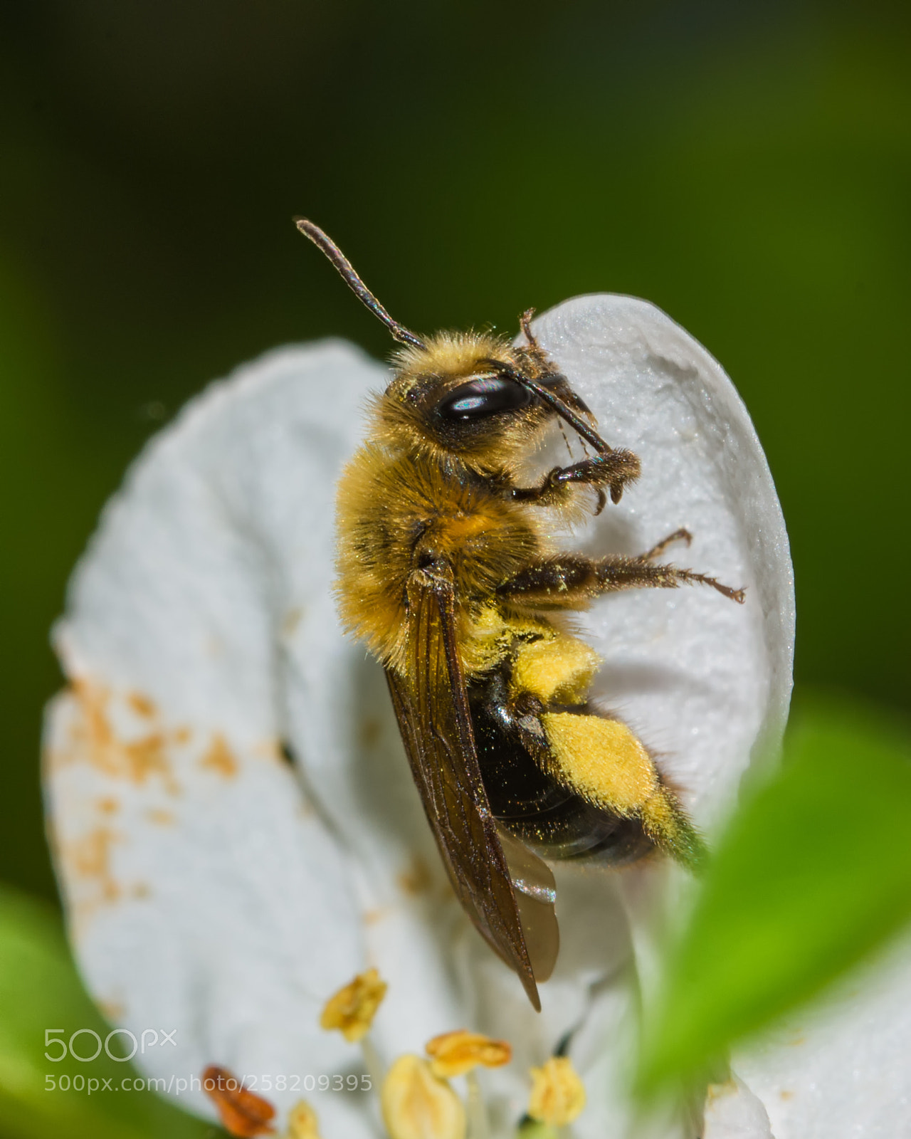 Nikon D7200 sample photo. Bee on apple blossom photography