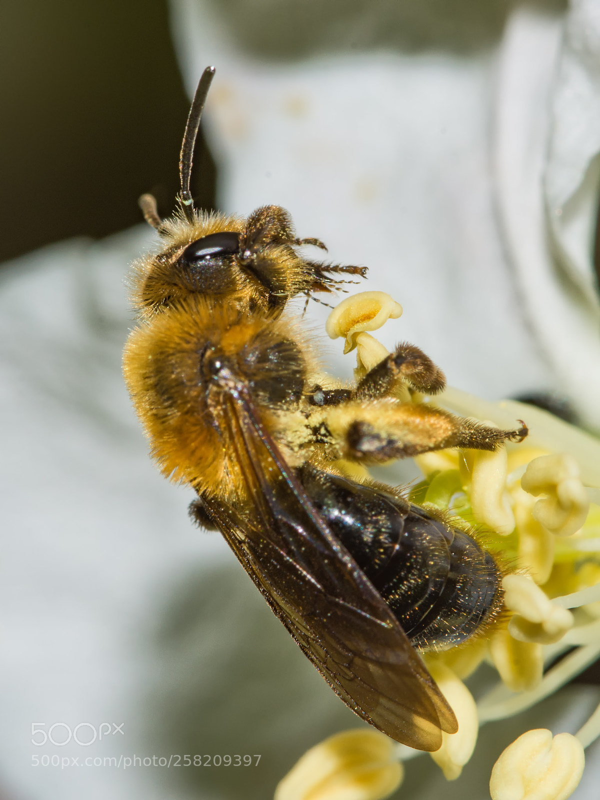 Nikon D7200 sample photo. Bee on apple blossom photography