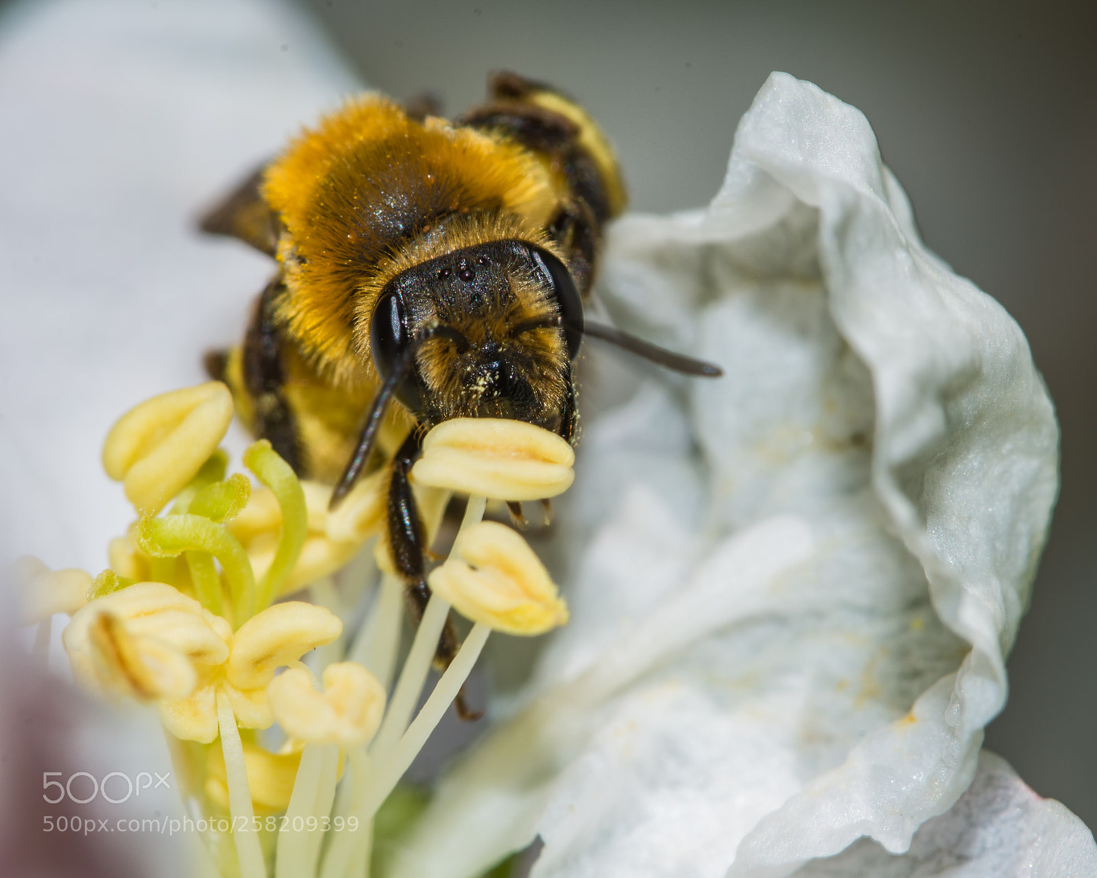 Nikon D7200 sample photo. Bee on apple blossom photography