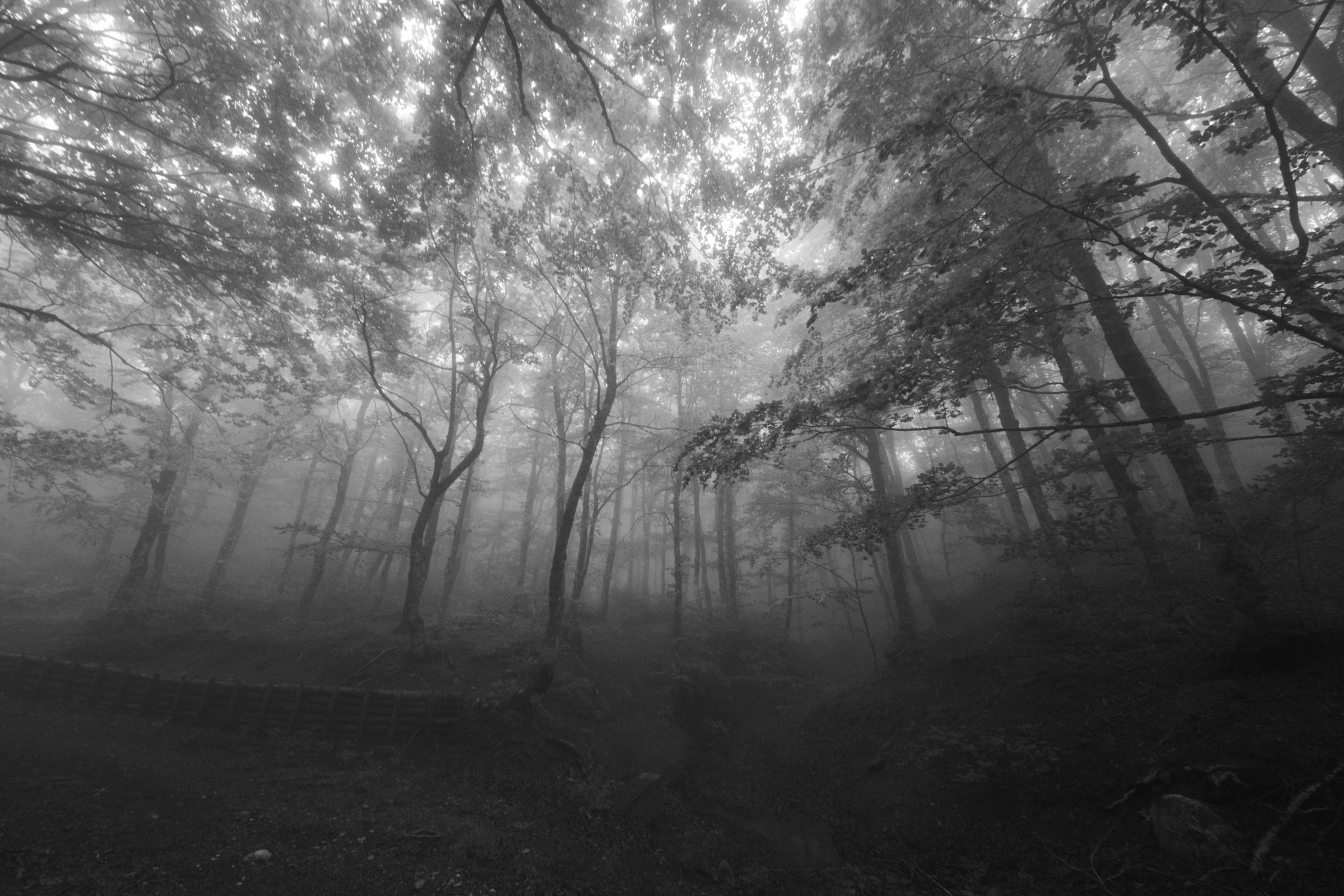 Sigma 8-16mm F4.5-5.6 DC HSM sample photo. Theoldforest photography