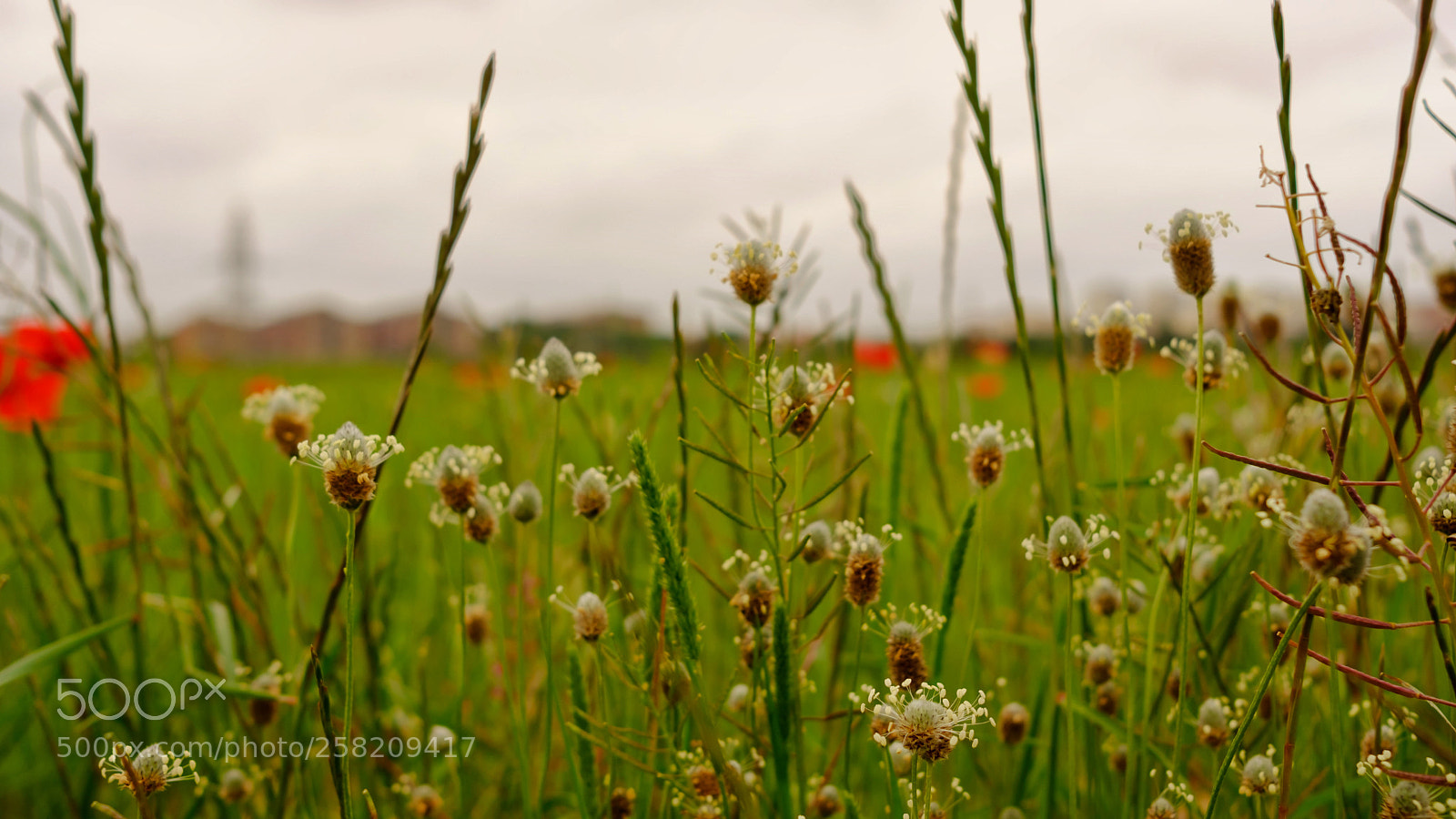 Fujifilm X-T2 sample photo. Untitled photography