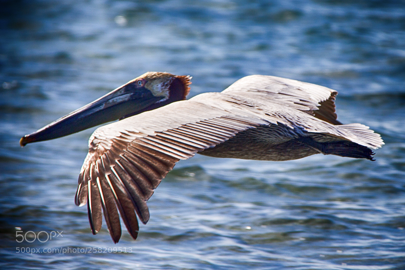 Canon EOS 700D (EOS Rebel T5i / EOS Kiss X7i) sample photo. Fly photography