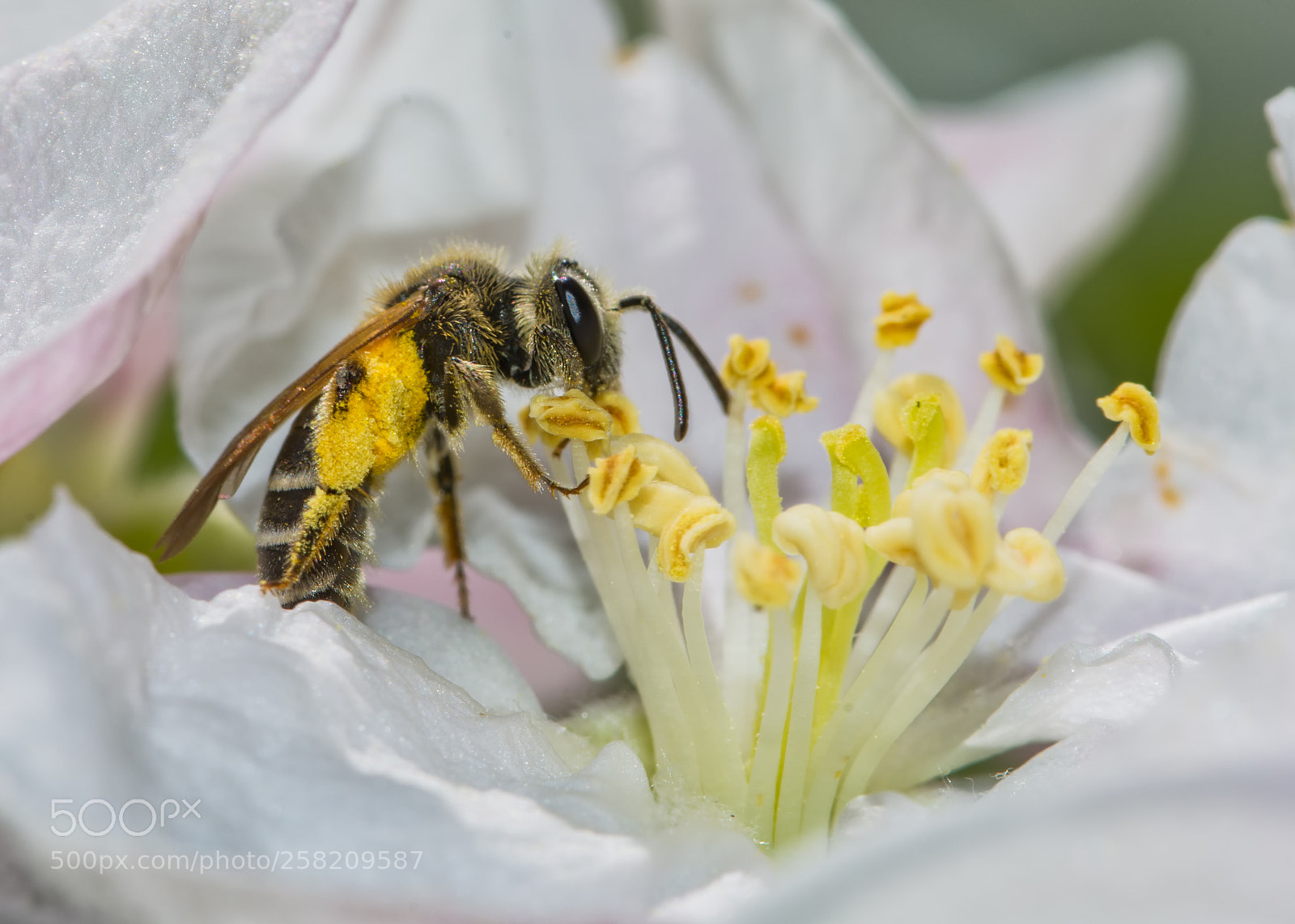 Nikon D7200 sample photo. Bee on apple blossom photography