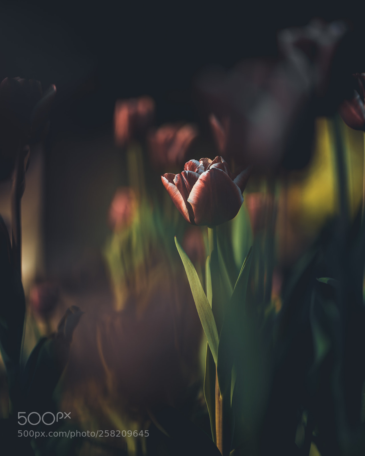 Nikon D610 sample photo. Tulips photography