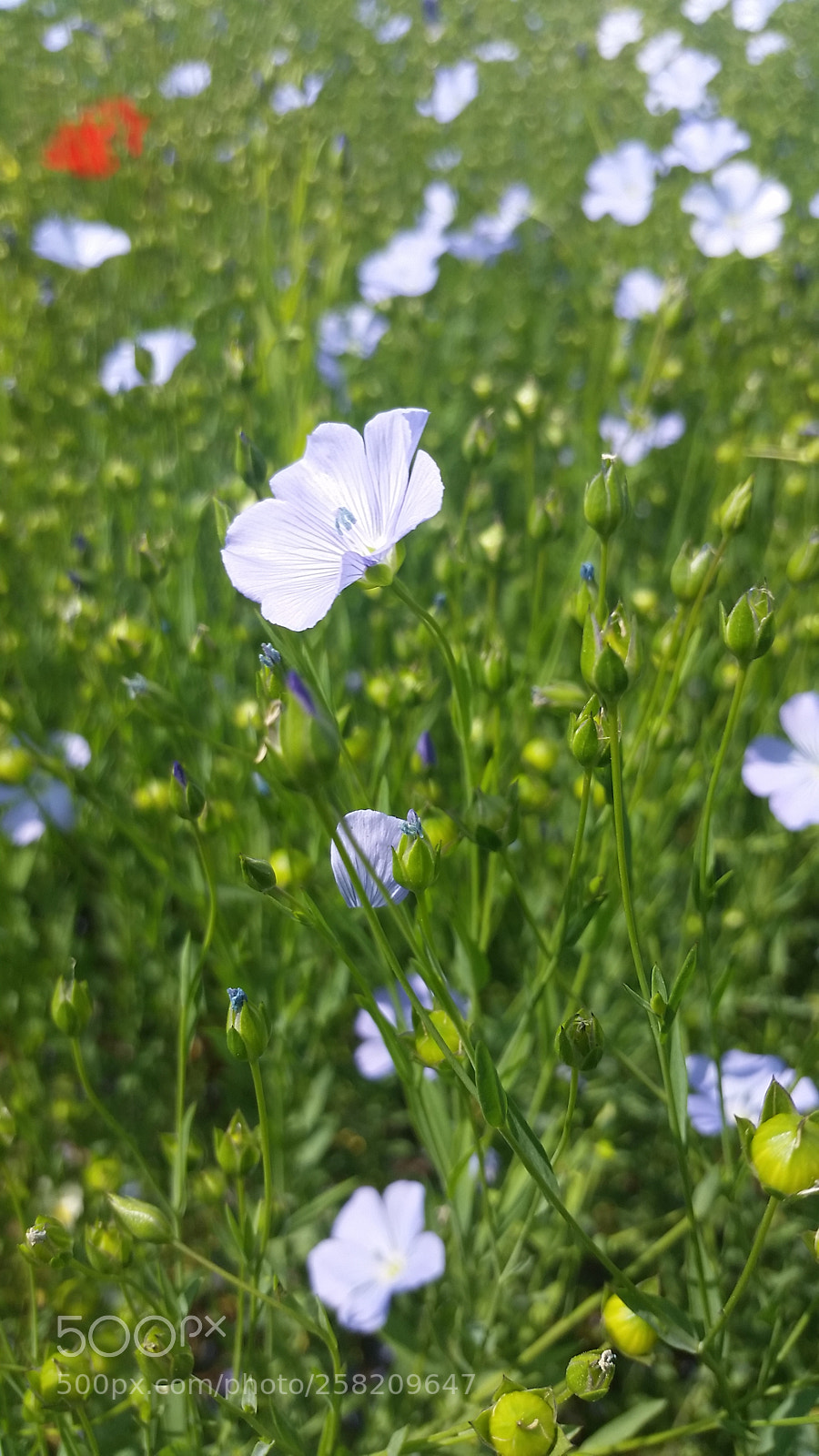 Samsung Galaxy S5 sample photo. Untitled photography