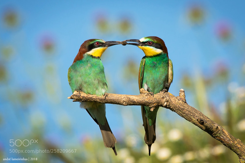 Nikon D5300 sample photo. Abelharuco (merops apiaster) | bee-eater photography