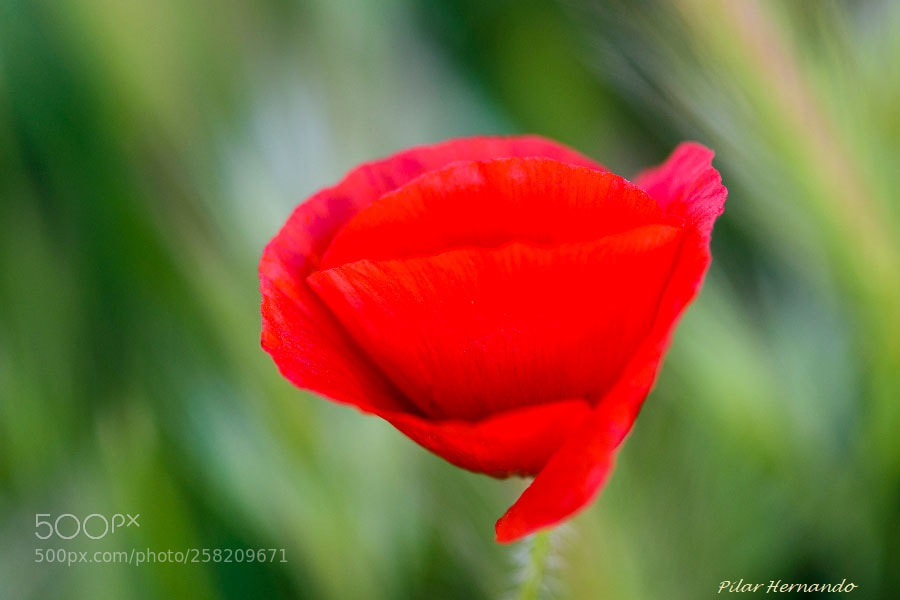 Nikon D5500 sample photo. Ababol photography