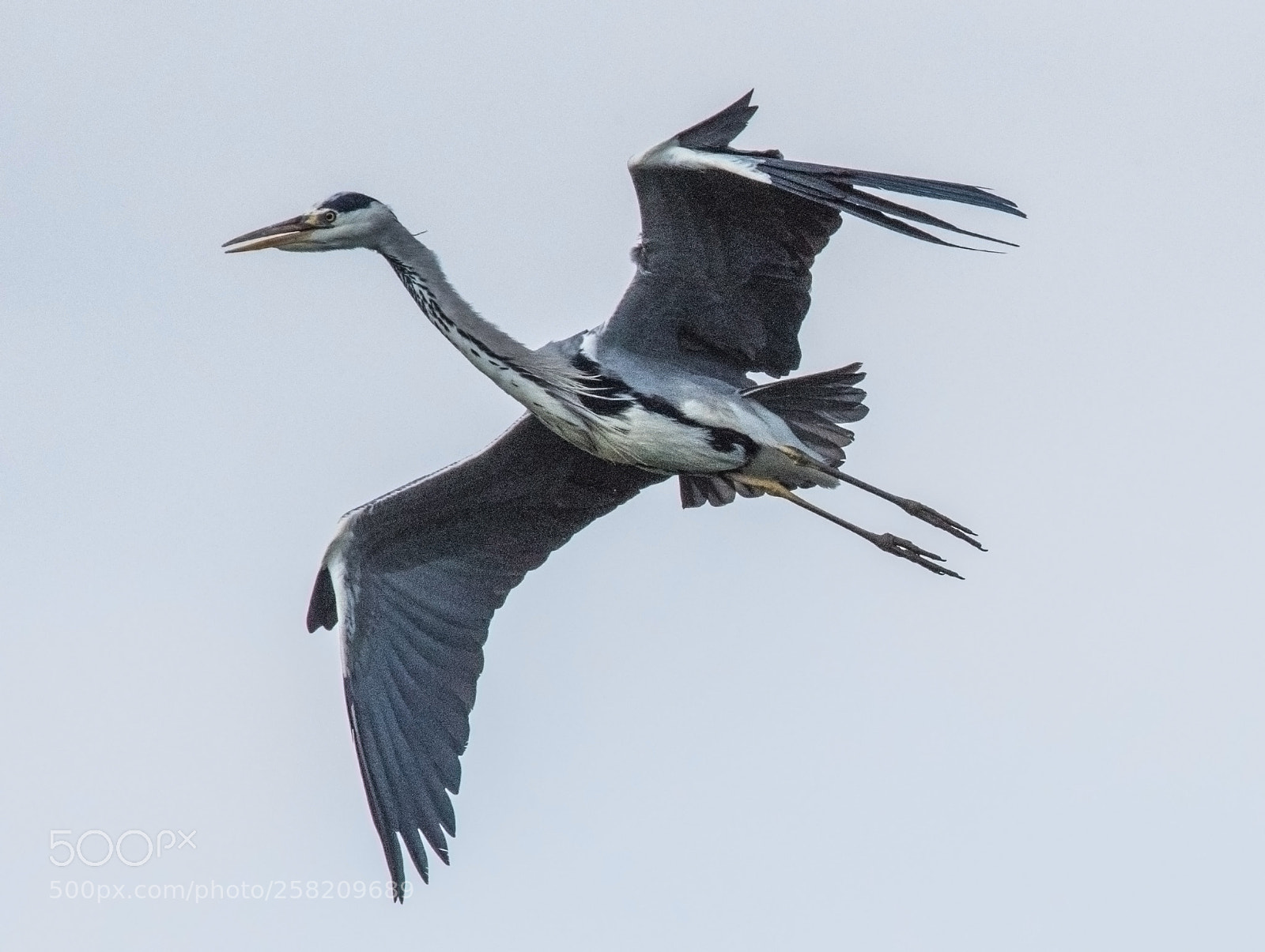 Nikon D750 sample photo. Reiher 8382 photography
