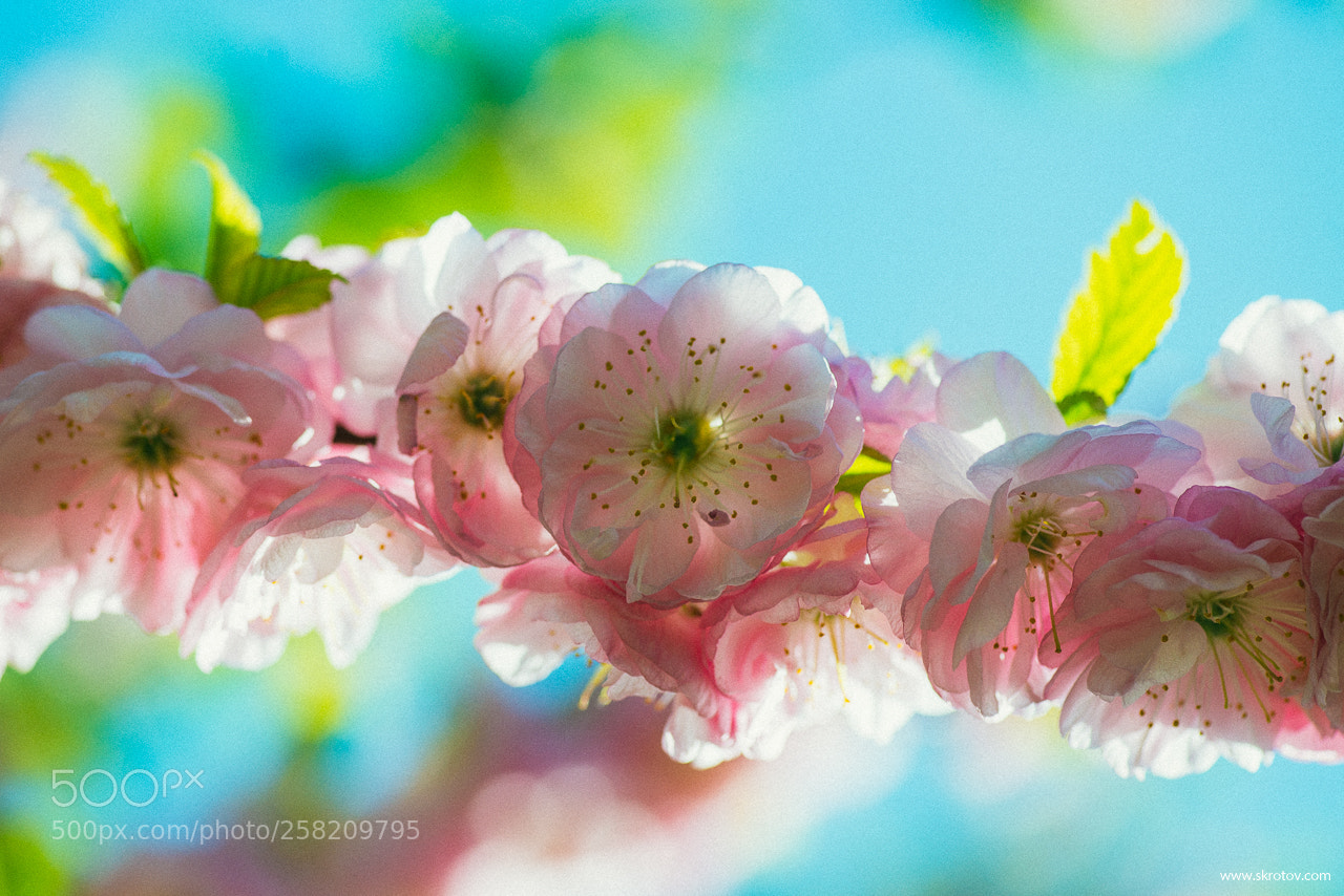 Nikon D800 sample photo. Mm mm f photography