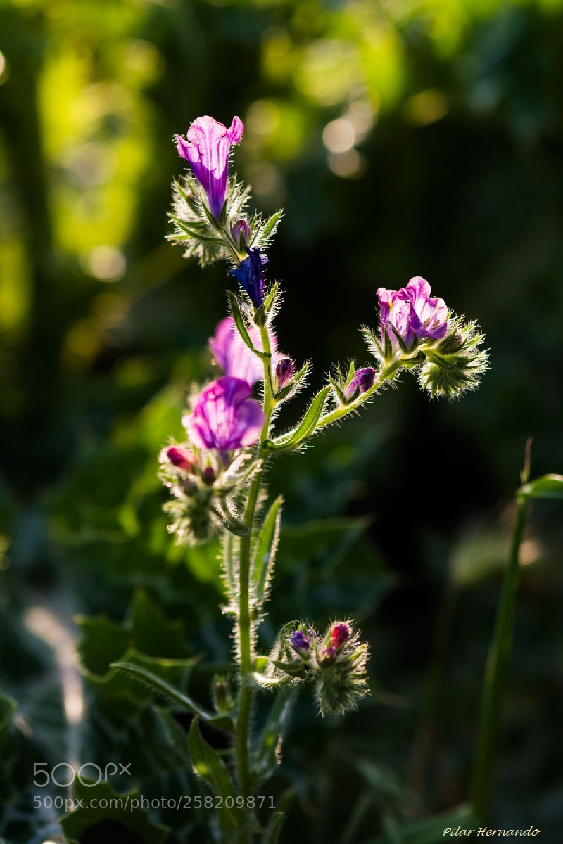 Nikon D5500 sample photo. Pelillos photography