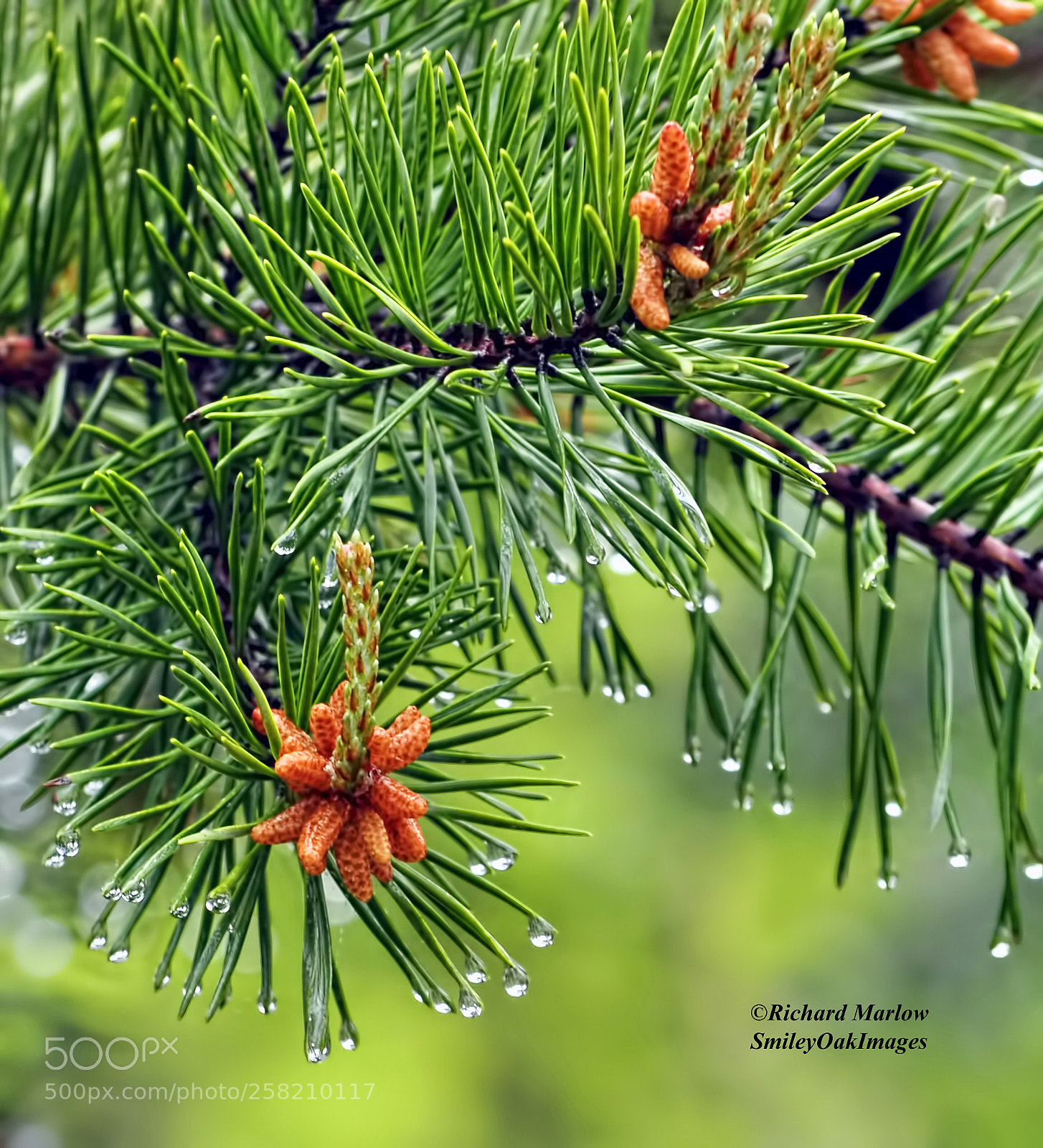 Nikon D5000 sample photo. Rainy day pine photography
