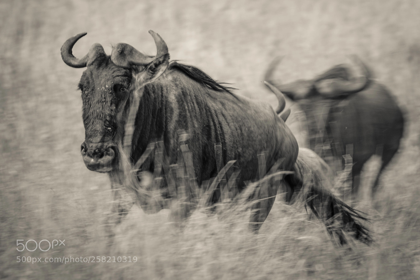 Canon EOS 7D Mark II sample photo. The great run photography
