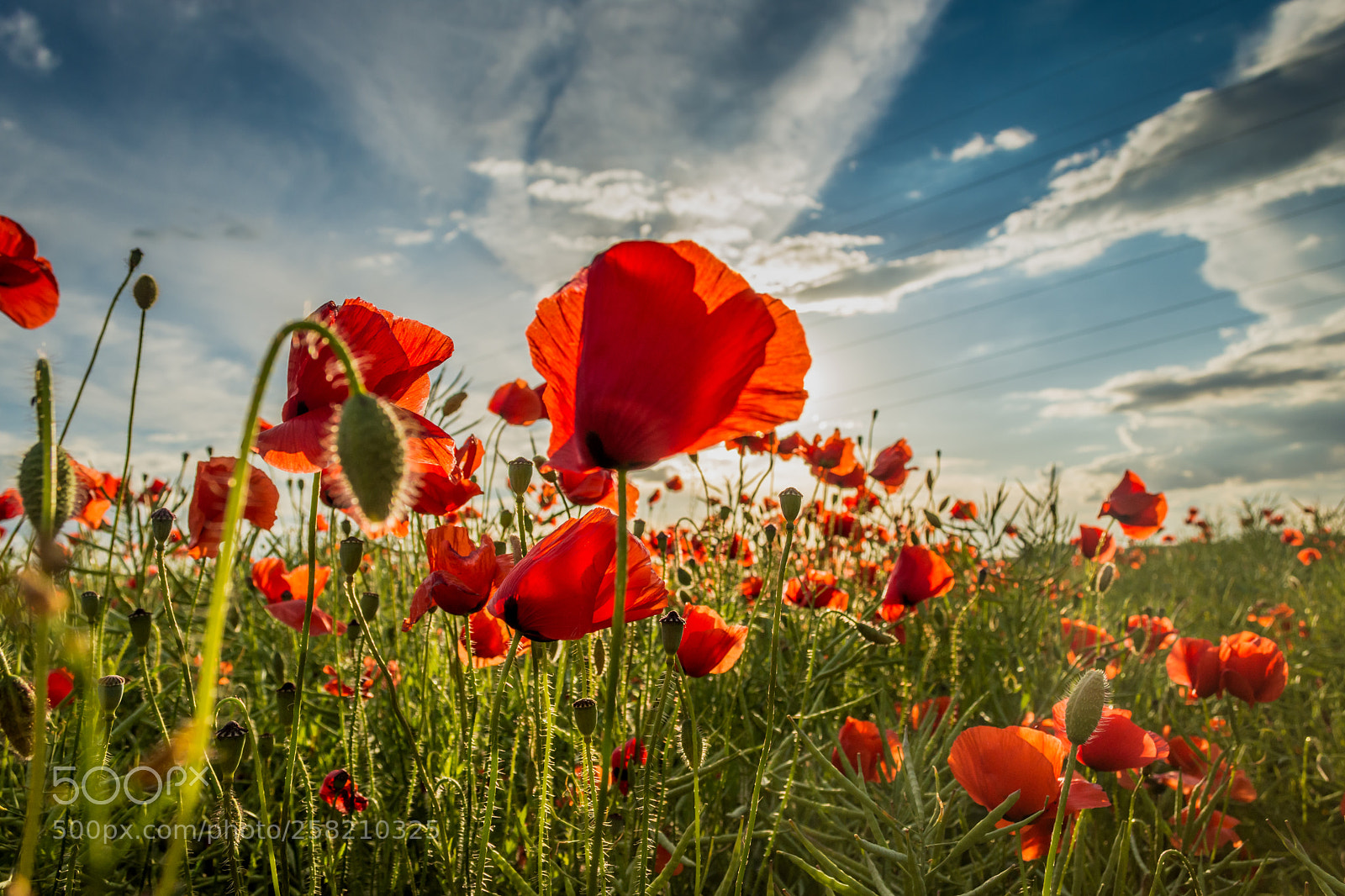 Nikon D7200 sample photo. Spring meadow photography