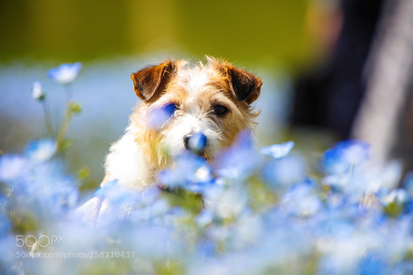 Canon EOS 5DS R sample photo. Eye contact photography
