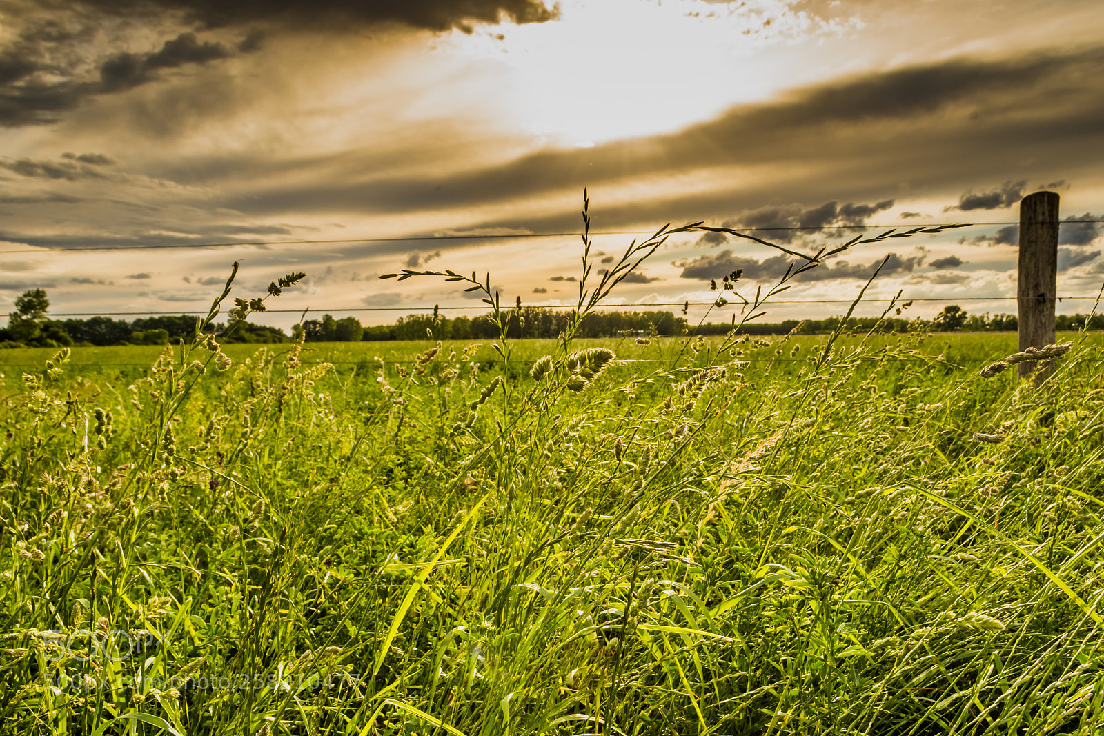 Nikon D7200 sample photo. Spring meadow photography