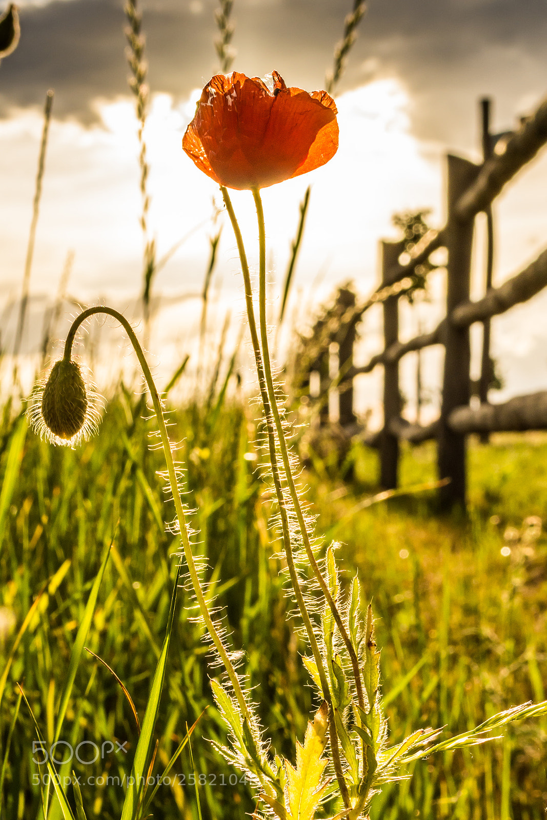 Nikon D7200 sample photo. Spring meadow photography