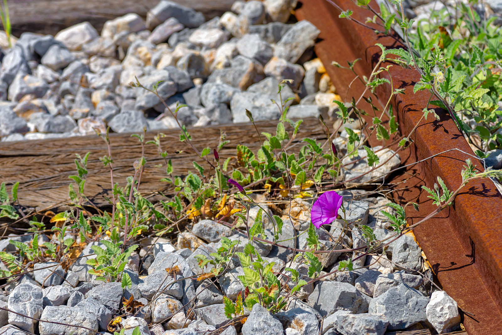 Nikon D610 sample photo. Life blooms everywhere photography